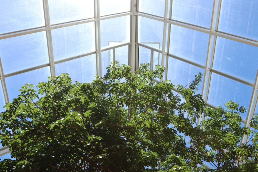 low-angle-shot-beautiful-trees-inside-greenhouse-sun-light_181624-11860